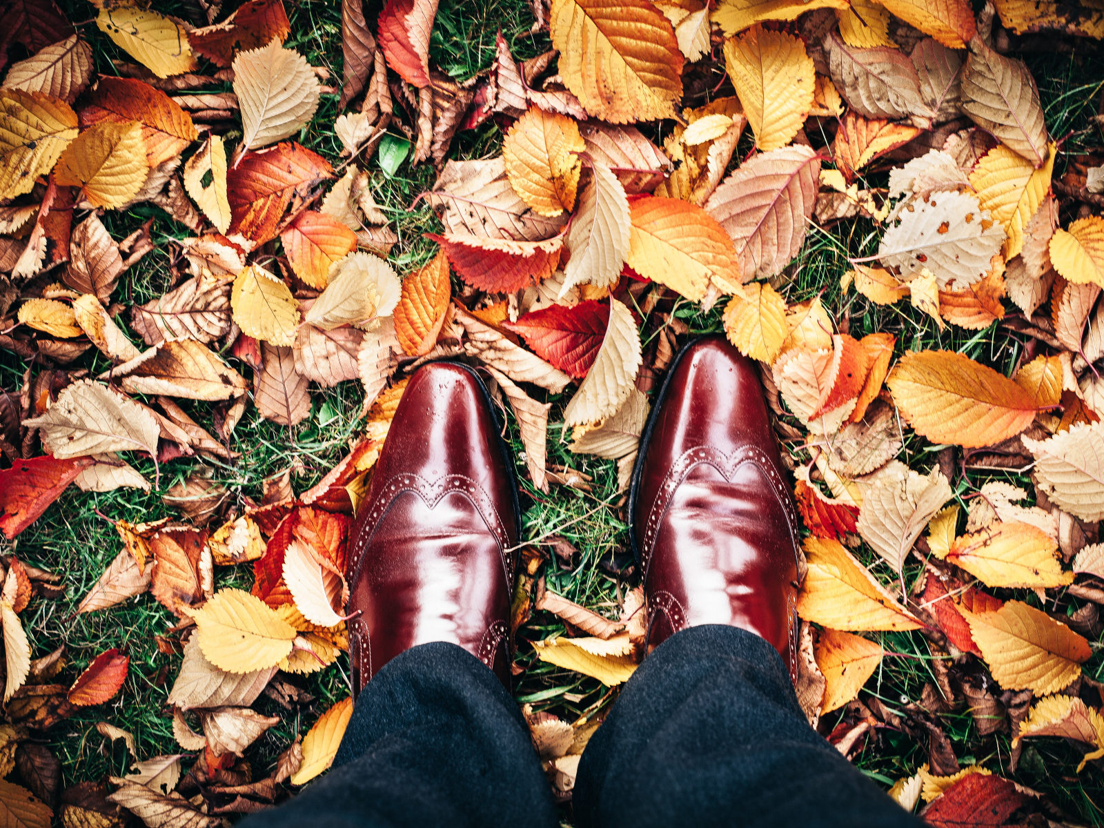 Zo maak je je tuin klaar voor de herfst! (Deel 1)