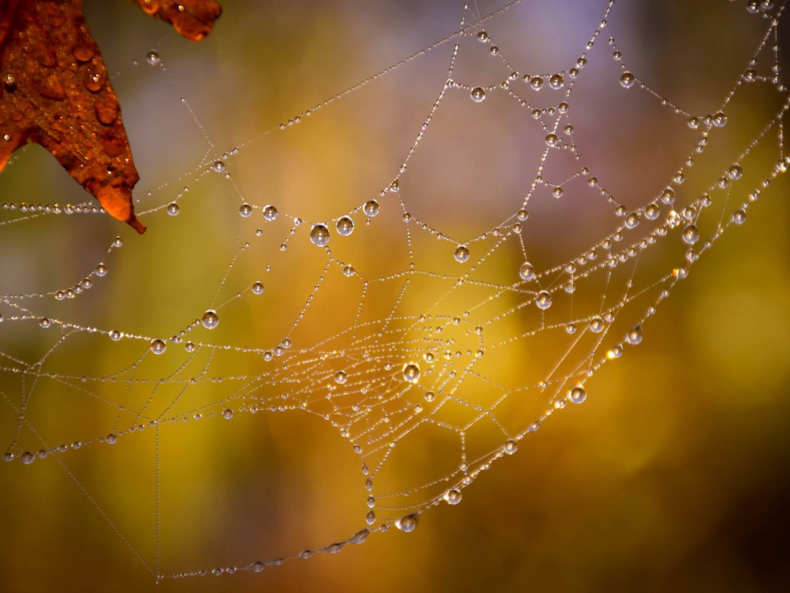 Zo maak je je tuin klaar voor de herfst! (Deel 2)